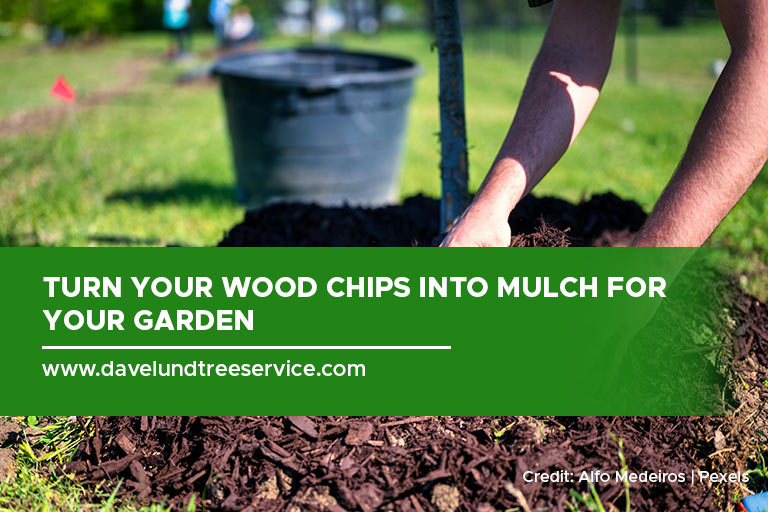 Aftercare Essentials: Post-Tree Removal Tips for Markham's Landscapes