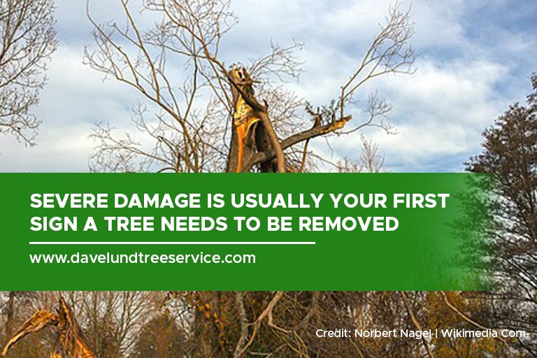 Severe damage is usually your first sign a tree needs to be removed