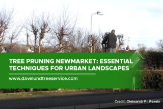 Tree Pruning Newmarket: Essential Techniques for Urban Landscapes