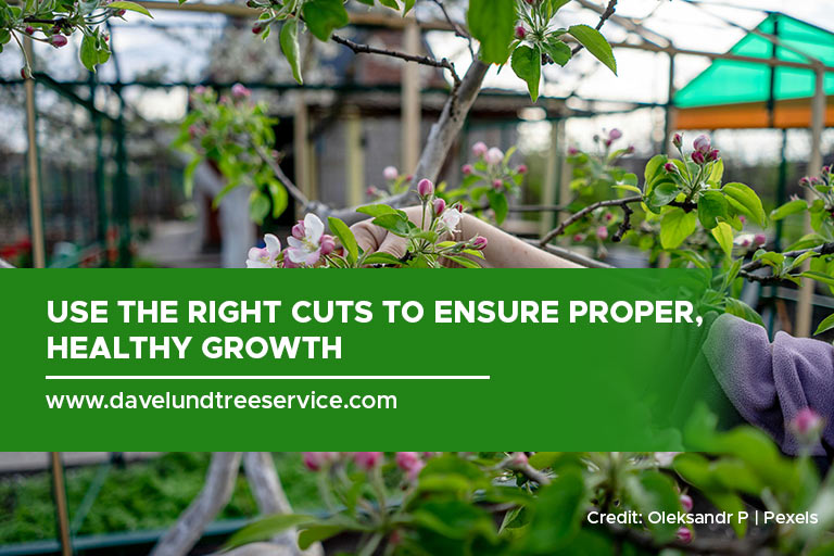 Use the right cuts to ensure proper, healthy growth