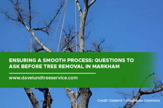 Ensuring a Smooth Process: Questions to Ask Before Tree Removal in Markham