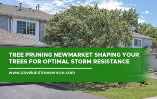 Tree Pruning Newmarket Shaping Your Trees for Optimal Storm Resistance
