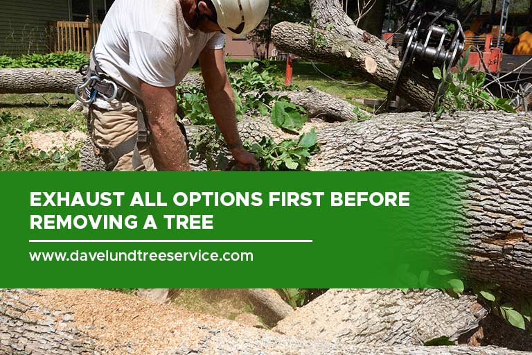 Exhaust all options first before removing a tree