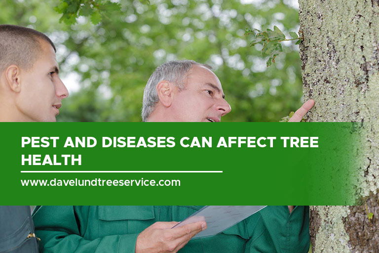 Pest and diseases can affect tree health