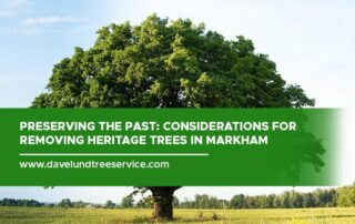 Preserving the Past: Considerations for Removing Heritage Trees in Markham