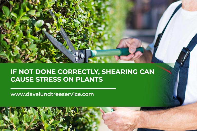 If-not-done-correctly,-shearing-can-cause-stress-on-plants