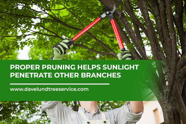 Proper-pruning-helps-sunlight-penetrate-other-branches