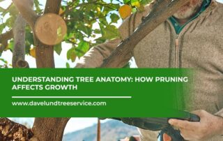 Understanding-Tree-Anatomy-How-Pruning-Affects-Growth