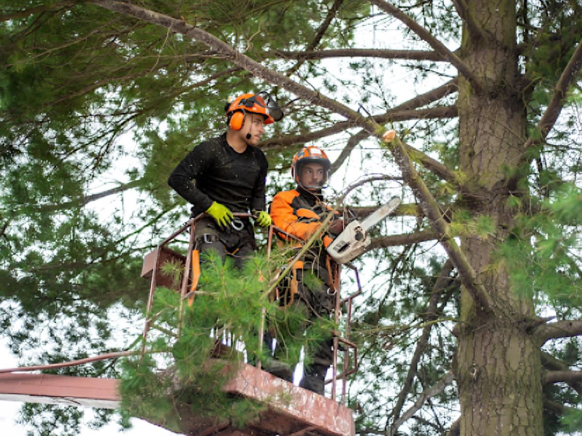 Branches-near-electrical-lines-are-removed-through-crown-raising