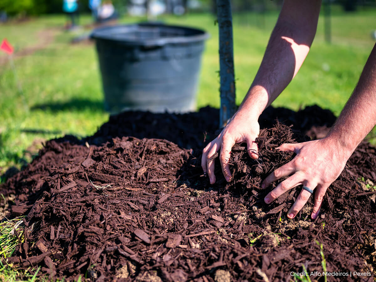 Mulch-around-your-tree-properly-to-retain-moisture-and-minimize-weed-growth