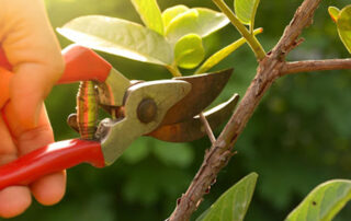 Pruning-Young-Trees-Establishing-a-Strong-Foundation