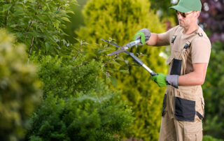 Pruning-for-Aesthetics-Shaping-Trees-for-Visual-Appeal