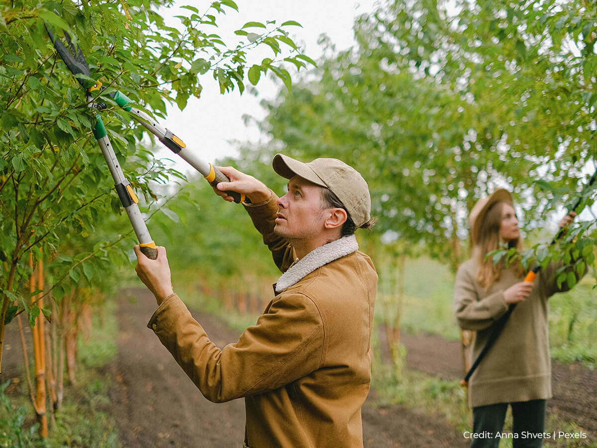 Take-care-not-to-over-prune-your-trees-to-avoid-hurting-their-health