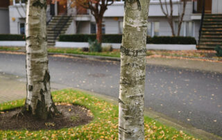 The-Do's-and-Don’ts-of-Caring-for-Mature-Trees