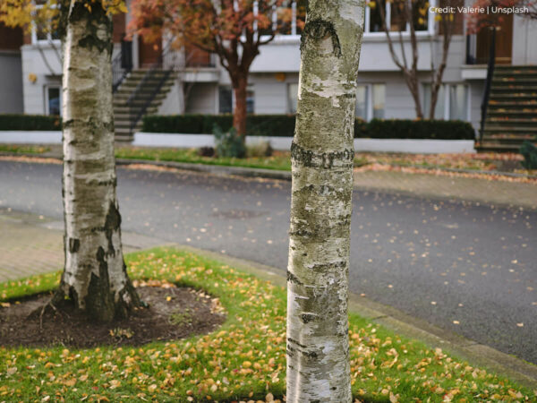The Do's and Don’ts of Caring for Mature Trees - Dave Lund Tree Service ...