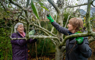 Beyond-Aesthetics-How-Pruning-Promotes-Tree-Health-and-Longevity
