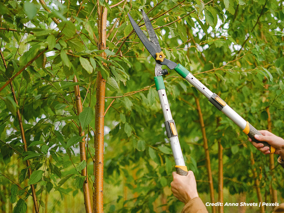 Misguided-Pruning-Techniques