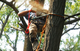 Safety-First-Why-Professional-Arborists-Are-Essential-for-Tree-Health