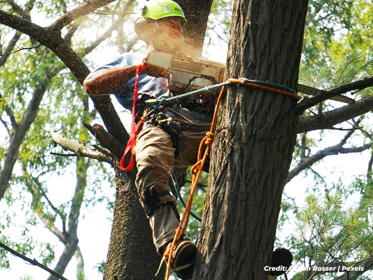 Unintended-Damage-to-the-Tree-and-Surroundings