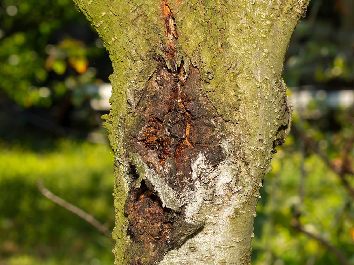 Extensive-Trunk-Damage