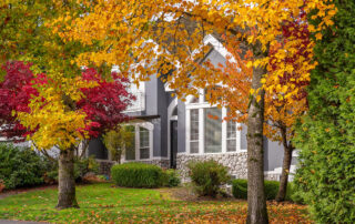 How-To-Tell-If-A-Tree-Needs-To-Be-Trimmed-Or-Removed