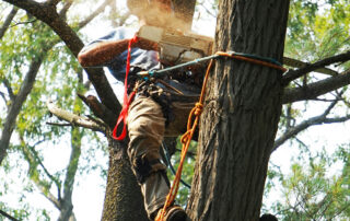 Tree-Pruning-101-How-Arborists-Keep-Trees-Healthy-and-Beautiful
