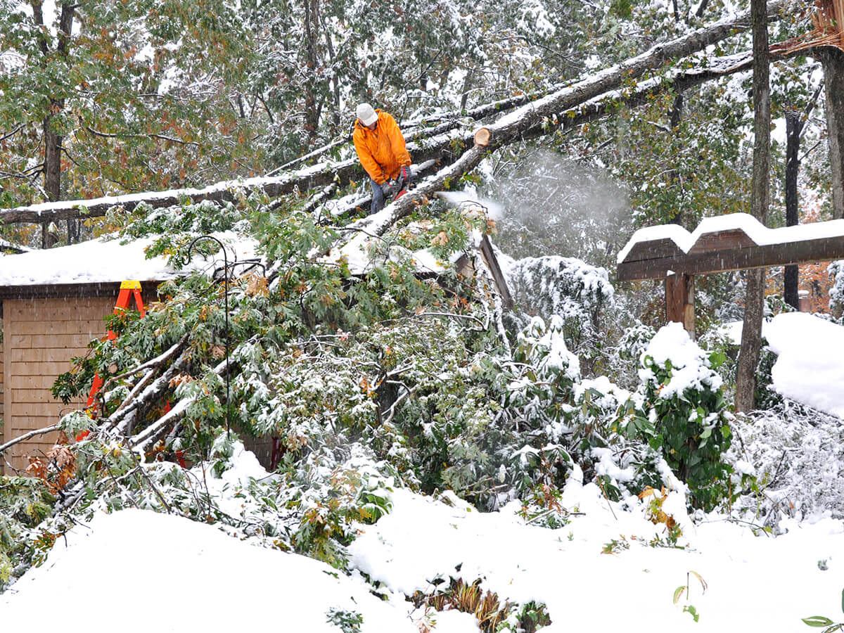 Winter-Damage
