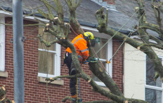 X-Signs-Your-Tree-Needs-an-Arborist-When-to-Call-the-Experts