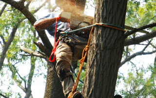 From-Overgrown-to-Outstanding-Transforming-Your-Trees-with-Expert-Pruning