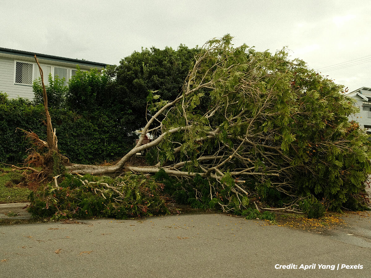 Initial-Post-Storm-Assessment-A-Careful-Eye-on-the-Canopy