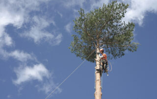Preventing-Future-Falls-Strengthening-Trees-Against-the-Next-Storm