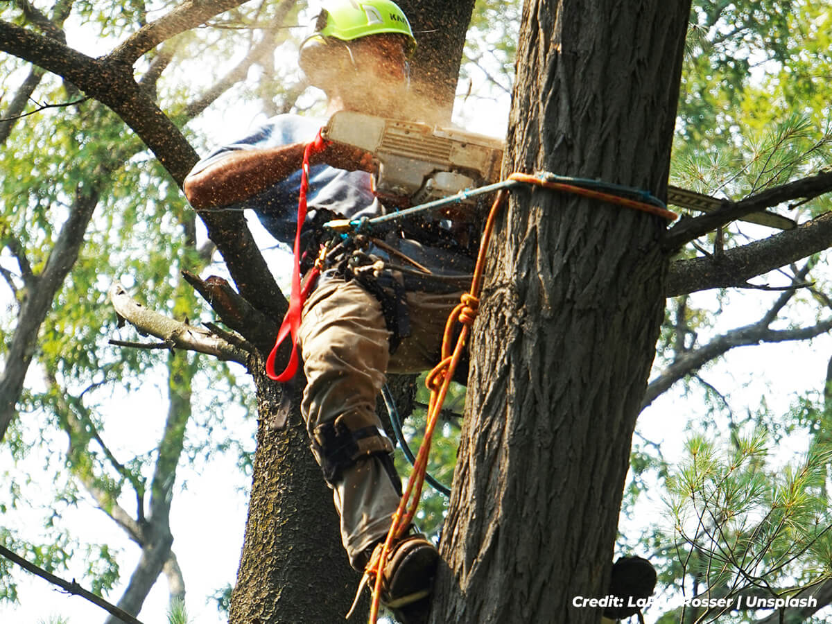 The-Art-and-Science-of-Strategic-Pruning