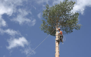 Assessing-the-Damage-When-to-Call-a-Professional-Arborist