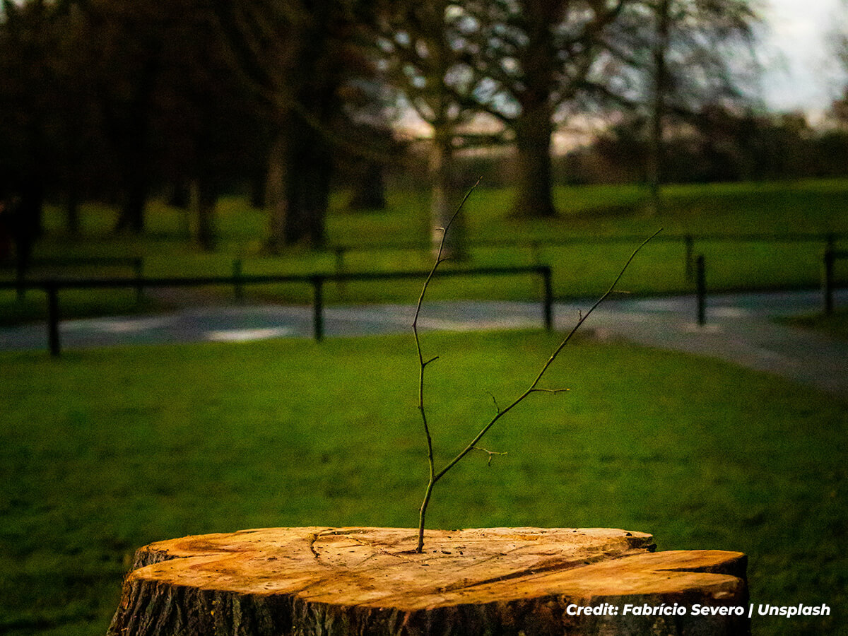 The-Tenacious-Ghost-of-the-Tree-Past