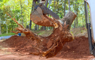 A-Guide-to-Fall-Tree-Removal-When-It’s-Necessary-and-Why