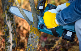 Fall Tree Pruning vs. Spring Pruning Which Is Better