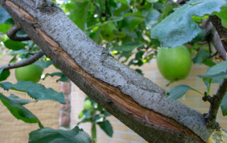 Why-Ignoring-Small-Cracks-in-a-Tree-Can-Lead-to-Major-Problems