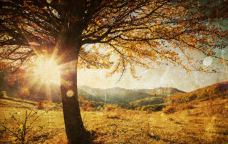 8-Tips-to-Keep-Your-Trees-Healthy-Through-Fall-and-Into-Winter