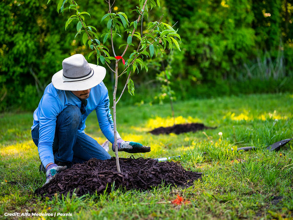 Apply-a-Winter-Mulch-Duvet