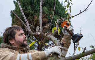 Hand-Pruning-vs.-Chainsaw-Pruning-When-Each-Method-Works-Best