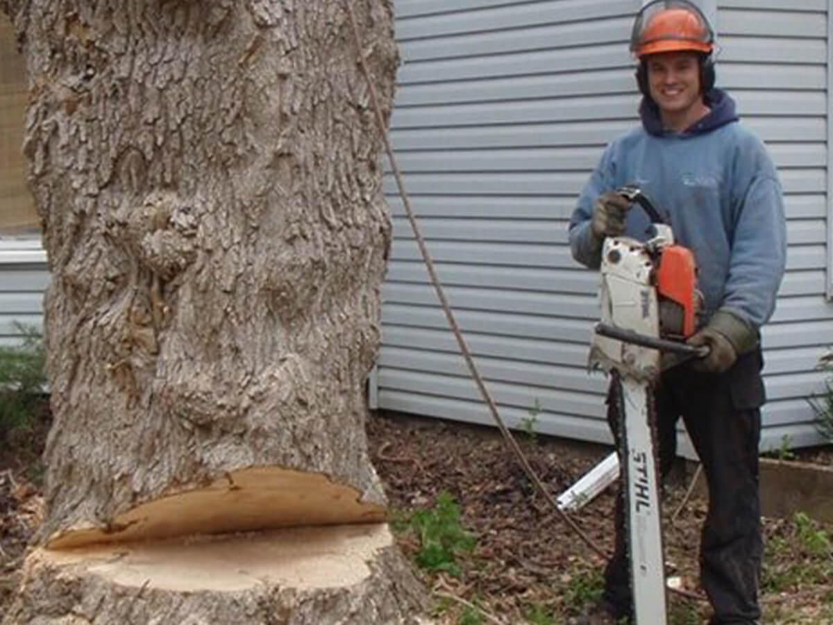 Keep-Your-Trees-Safe-with-Dave-Lund-Tree-Service