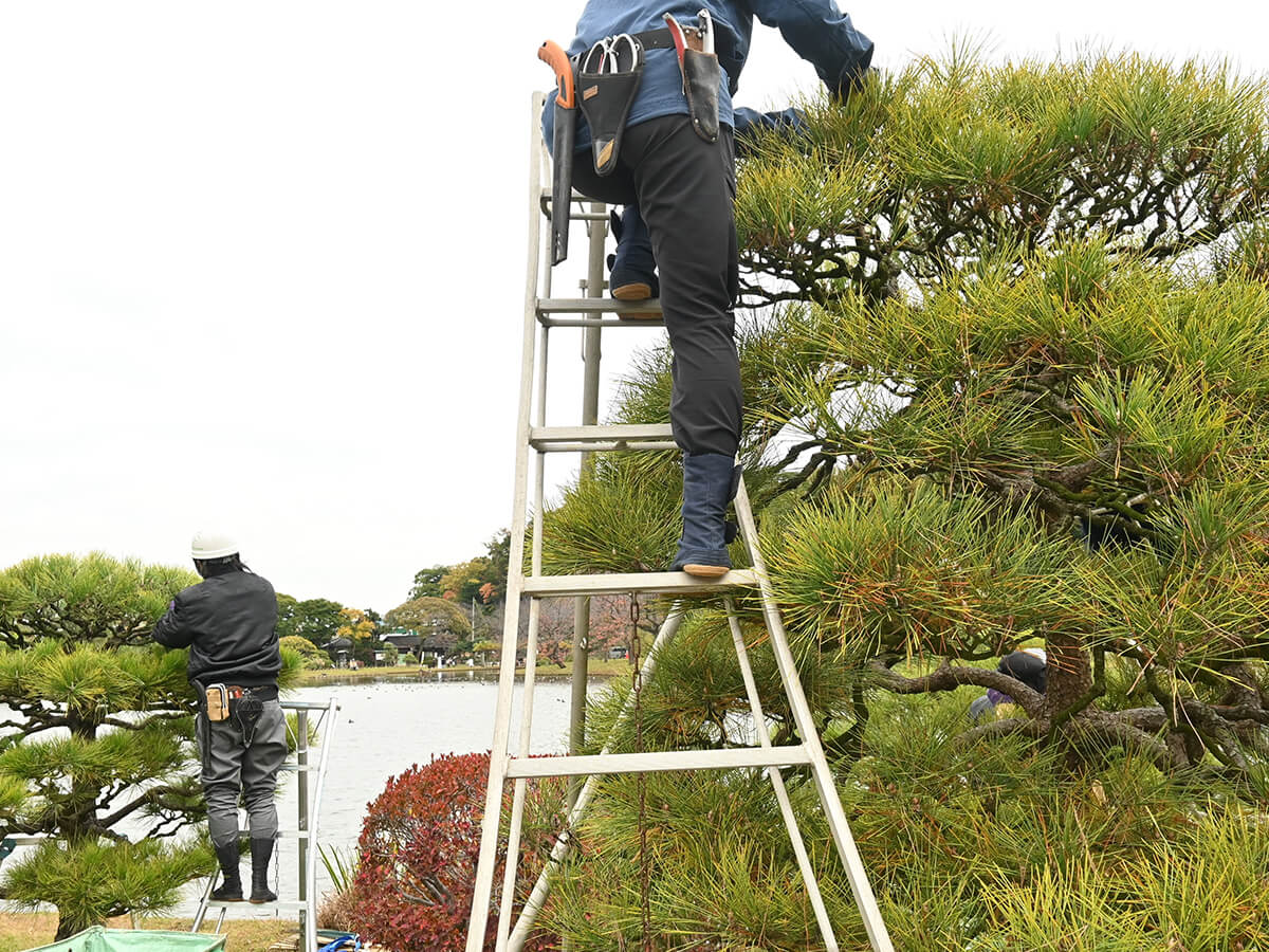 Keep-Your-Trees-Safe-with-Professional-Tree-Pruning-in-Richmond-Hill