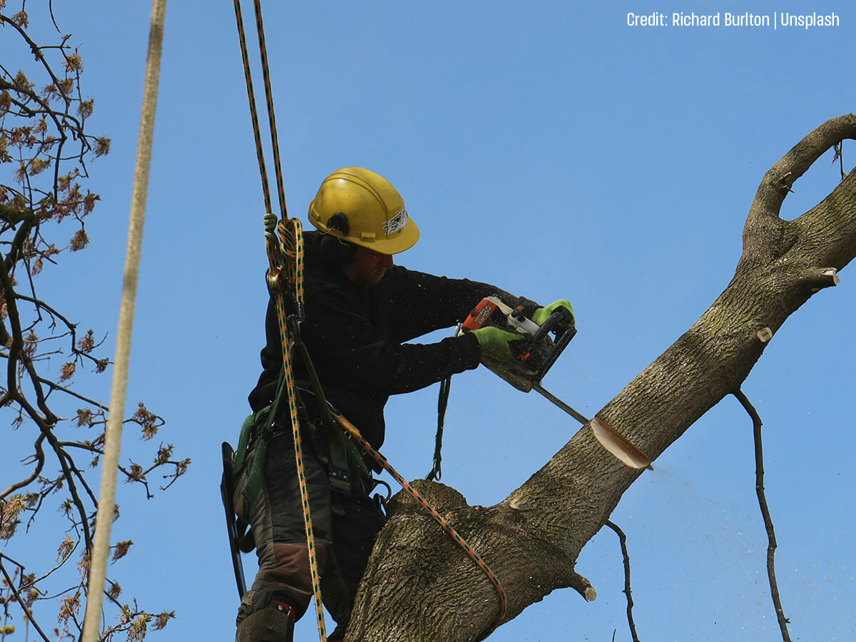 Myth-You-can-prune-trees-any-time-of-year