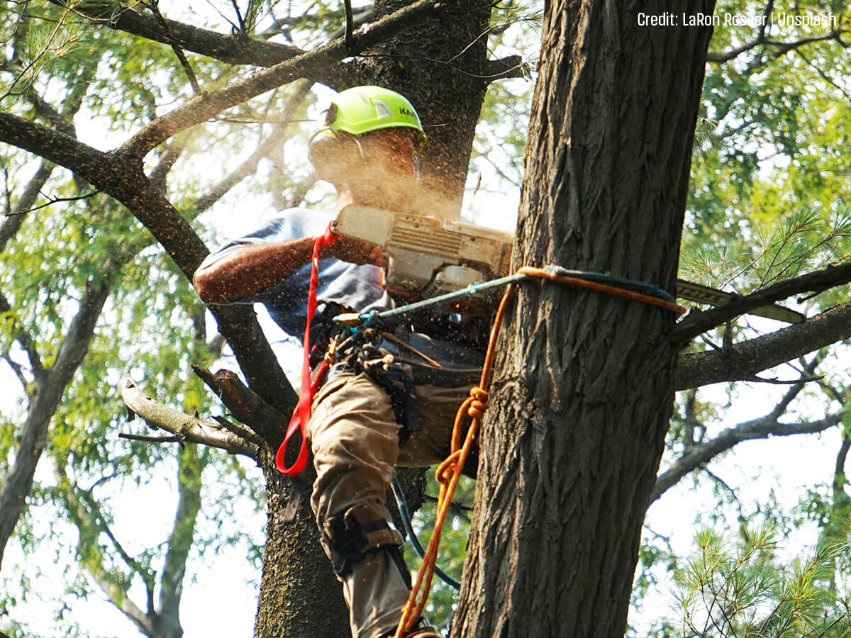 Pruning-for-Health-and-Safety