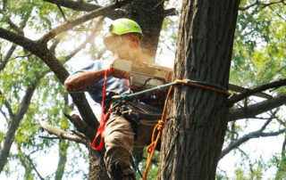 Stop-Topping-Your-Trees!-Debunking-the-4-Most-Destructive-Pruning-Myths