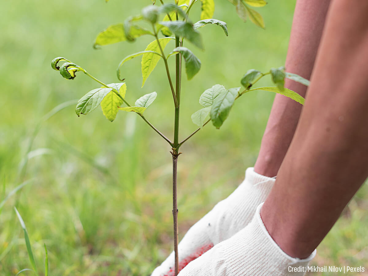 The-Gentle-Art-of-Planting