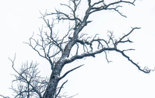 A-Mid-Winter-Wellness-Check-Identifying-Pests-and-Structural-Risks-Before-Spring-Arrives