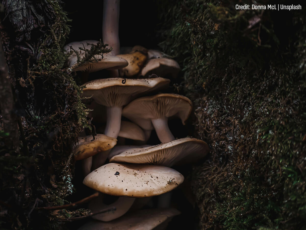 Identifying-Fungal-Infections-and-Disease