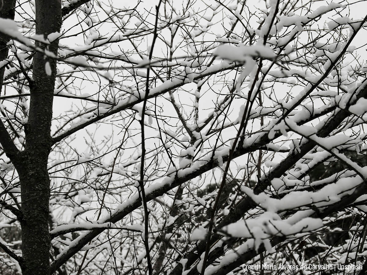 Physical-Trauma-from-Ice-and-Snow