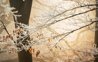 The-Benefits-of-Consulting-an-Arborist-in-Winter